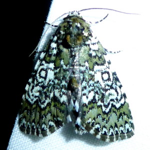 9061 Cerma cora, Owl-eyed Bird-dropping Moth