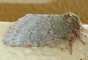 7974  Misogada unicolor, Drab Prominent