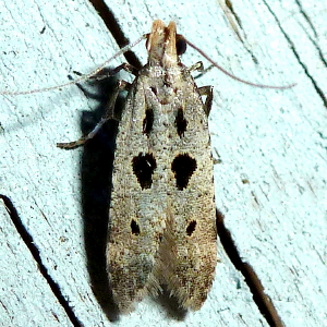 1928 Deltophora sella, Saddled Deltophora Moth