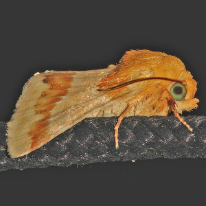 11115 Schinia siren, Aluring Schinia Moth